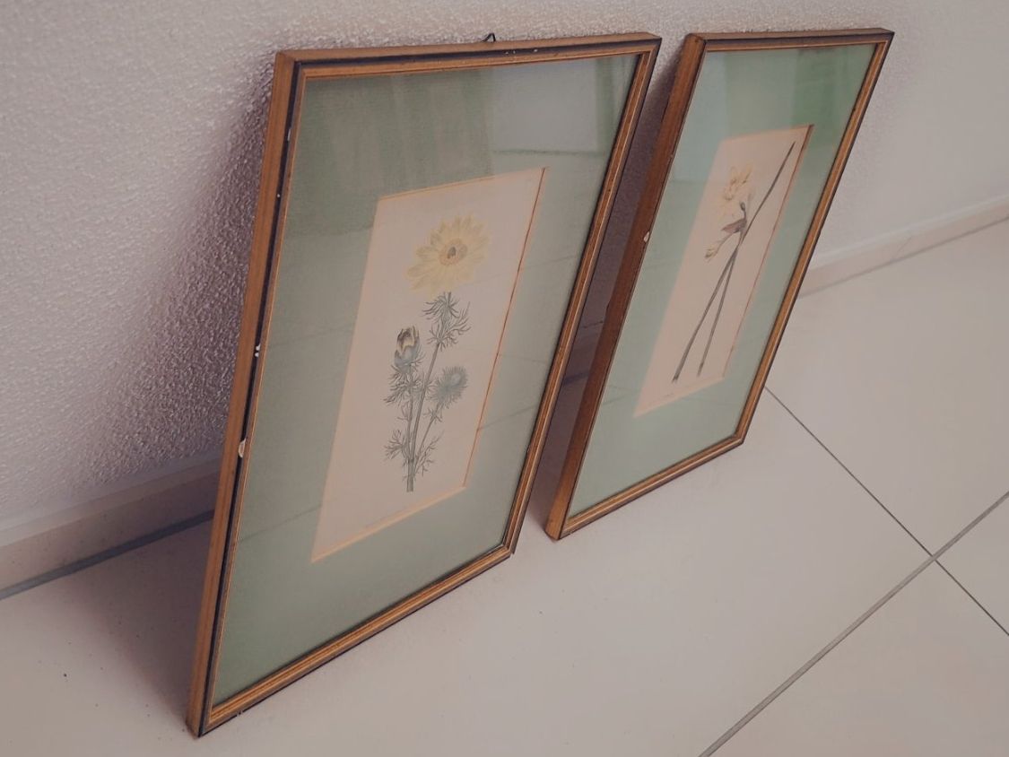 Incisioni: 2 Antike botanische Stiche - 1789, 1790 – Usato da Baldegg venduto da collect.hub 8