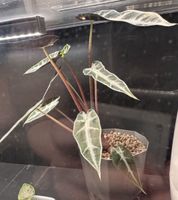 Alocasia Bambino Green rizhom 