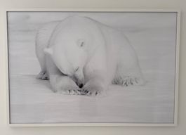 Eisbär Fotographie von N. Hadets eingerahmt 103cm x 151cm