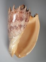 Cymbiola Imperialis Muschel