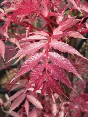 Pflanzen & Samen: Chin. Gemüsebaum - Toona sinensis - 20 Samen – Neu und originalverpackt aus Sumiswald von Cham14558 3