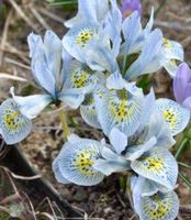 RARE: 5 Zwiebeln Zwerg Iris Reticulata “Katharine Hodgkin”‪
