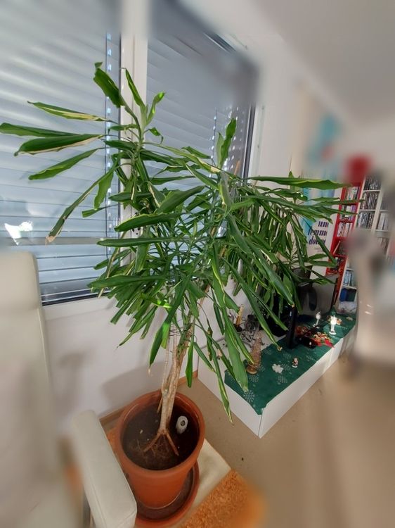 Grosse Yucca Palme ca 170 hoch mit Übertopf Kaufen auf Ricardo