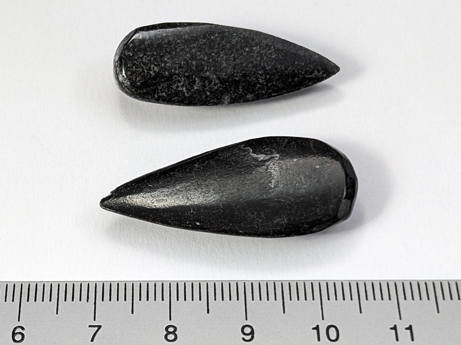 Fossili: Orthoceras Fossil ca.34mm, 2Stk. – Nuovo e nell'imballaggio originale da Meilen venduto da StoneGarden 1
