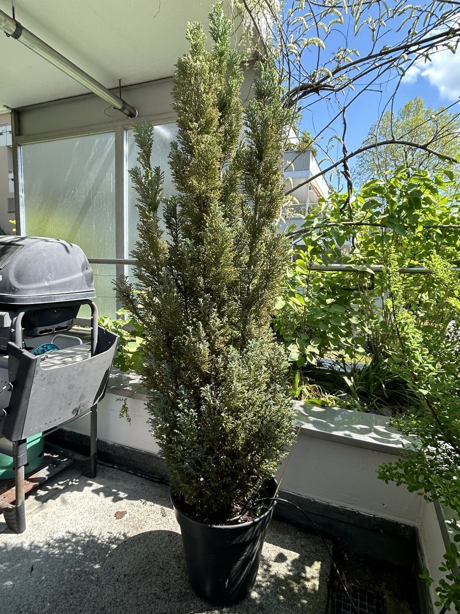 Piante & sementi: Pflanze – Usato da Luzern venduto da giv_tmj8 1
