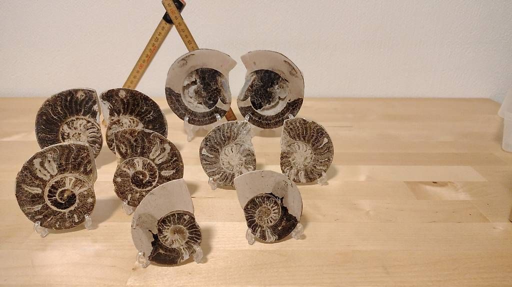 Fossilien: 5 paar wunderschöne echte Ammoniten – Gebraucht aus Bonaduz von sasumato