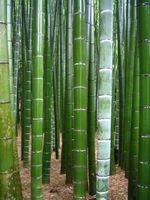 Bambou Géant Moso (phyllostachys P.) PLANTE