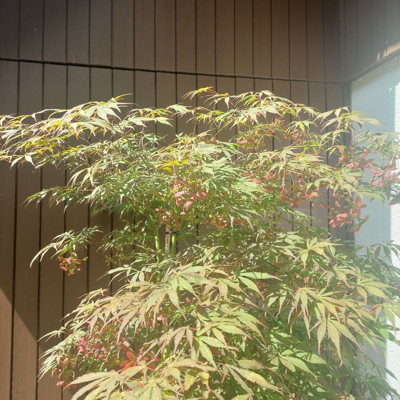 Piante & sementi: JAPANISCHER AHORN SKETERS BROM – Usato da Honau venduto da Blazer1 1
