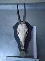 Duiker Schädel Trophäe auf Holzschild - Medaille, Jagd,