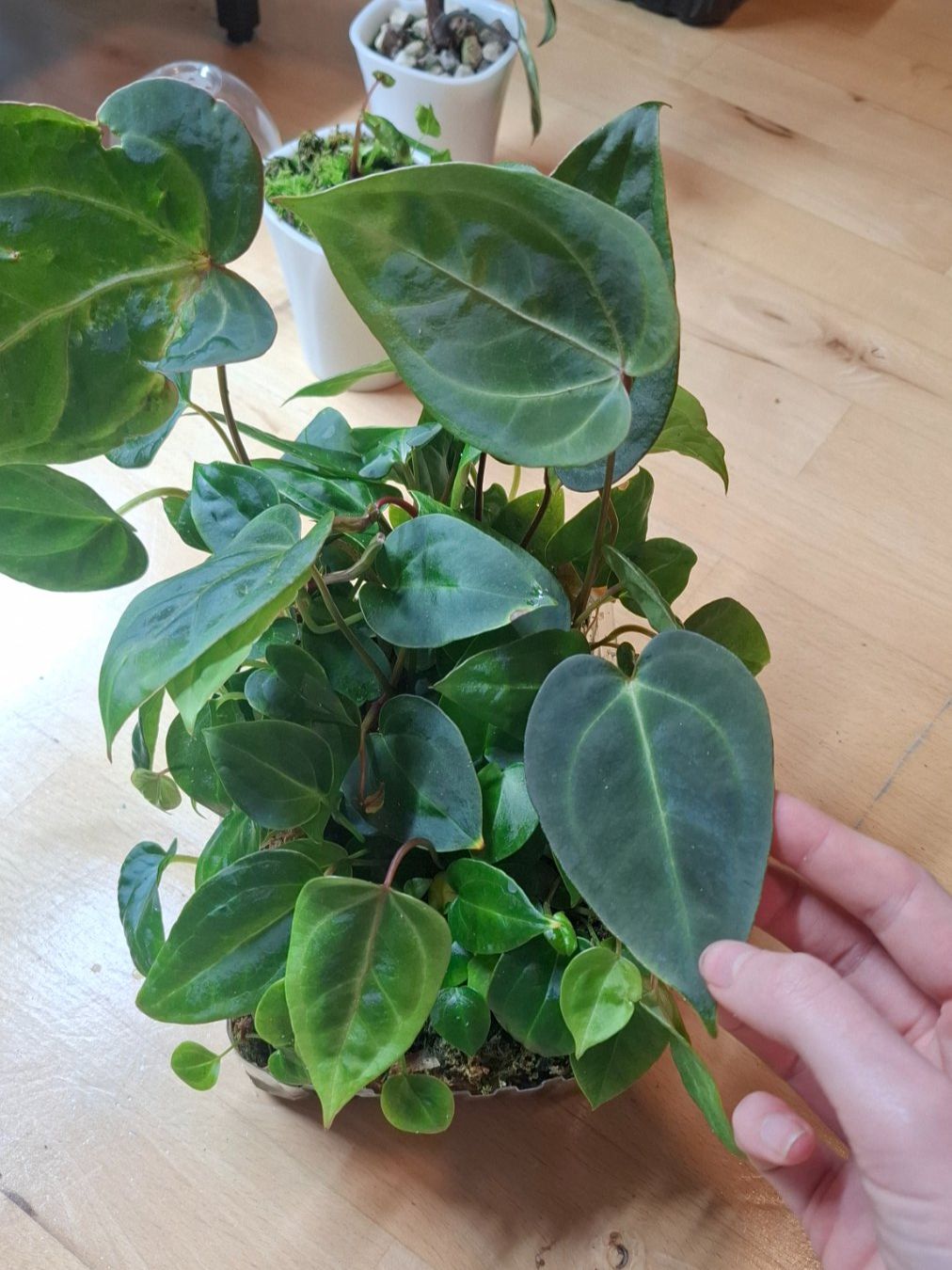 Piante & sementi: Anthurium papi x magnificum – Usato da Hausen AG venduto da Pflaenzlioase