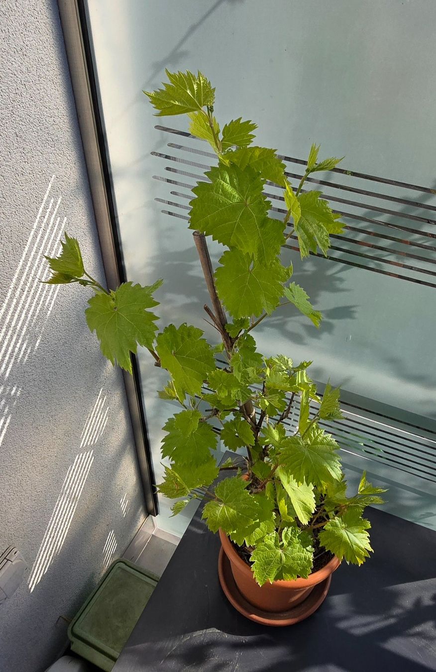 Piante & sementi: VITIS - vinivera "Marechal Foch" Trauben. – Nuovo (secondo la descrizione) da Aarburg venduto da popkorn65 2