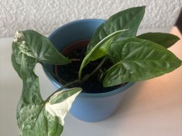 Zimmerpflanze Syngonium Podophyllum Albo Variegata