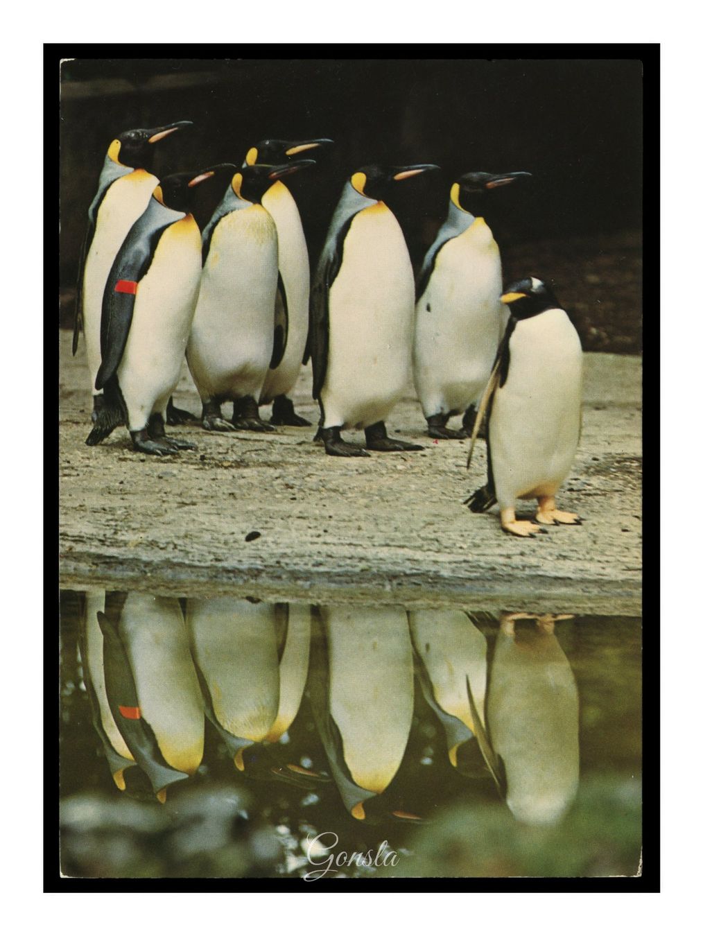 Cartoline postali: MANCHOTS ROYAUX - 1960 "Zoo de Bâle" – Usato da Onex venduto da Lagorel01
