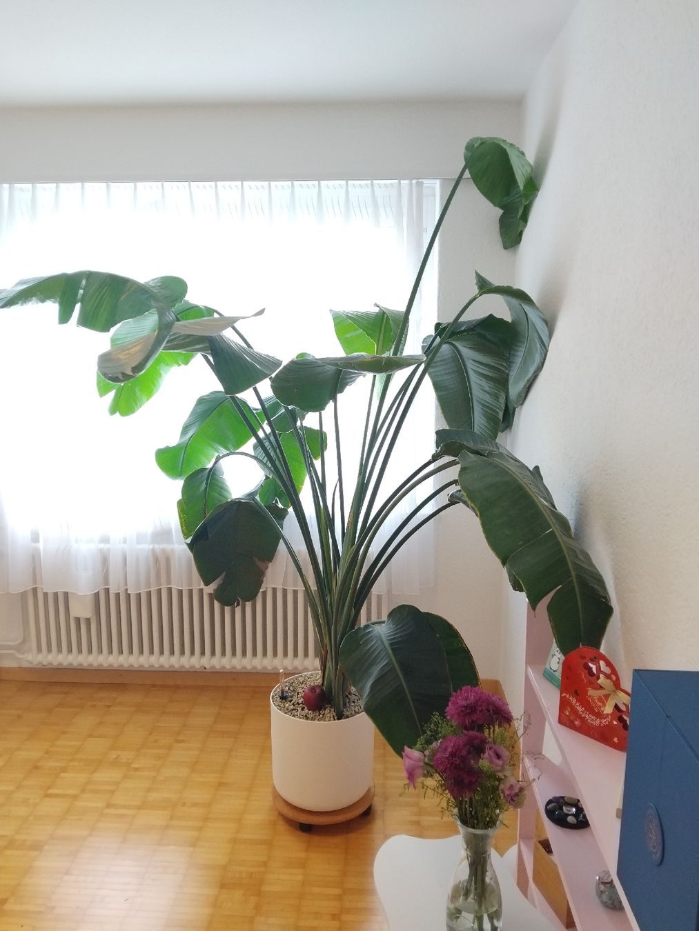 Piante & sementi: Wunderschöne, riesige Strelitzia nicolai – Nuovo (secondo la descrizione) da Meisterschwanden venduto da l_madlen 1