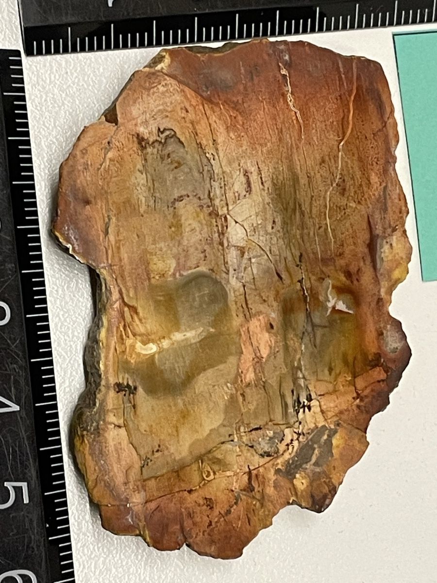 Minerali & Pietre curative: Heilstein / versteinertes Holz / Edelstein – Usato da Rümlang venduto da euqinom16 1