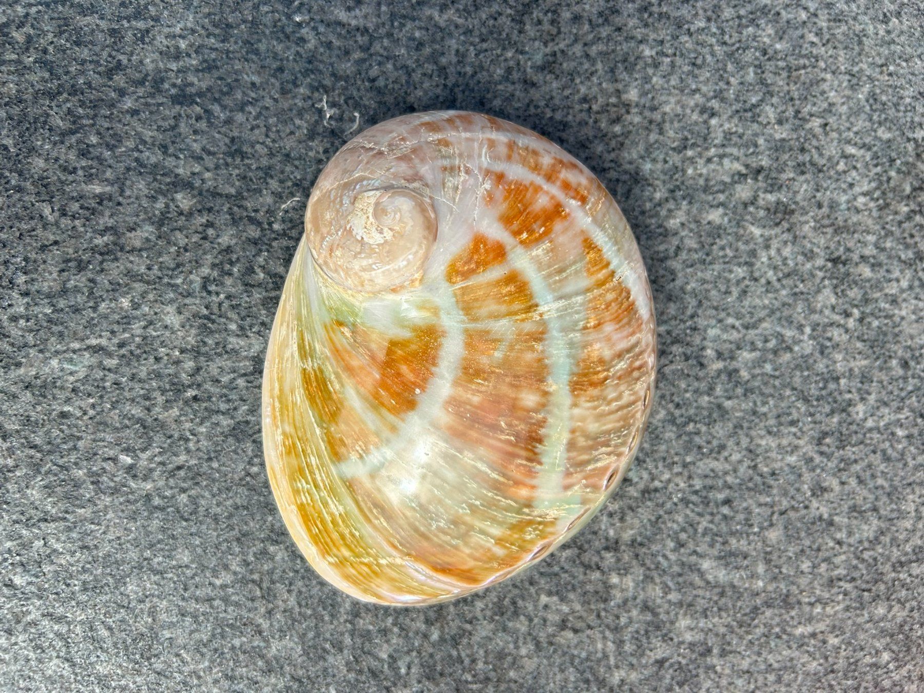 Alle Dekorationen: Abalone Muschel 140mm – Neu (gemäss Beschreibung) aus Giswil von Pearllure