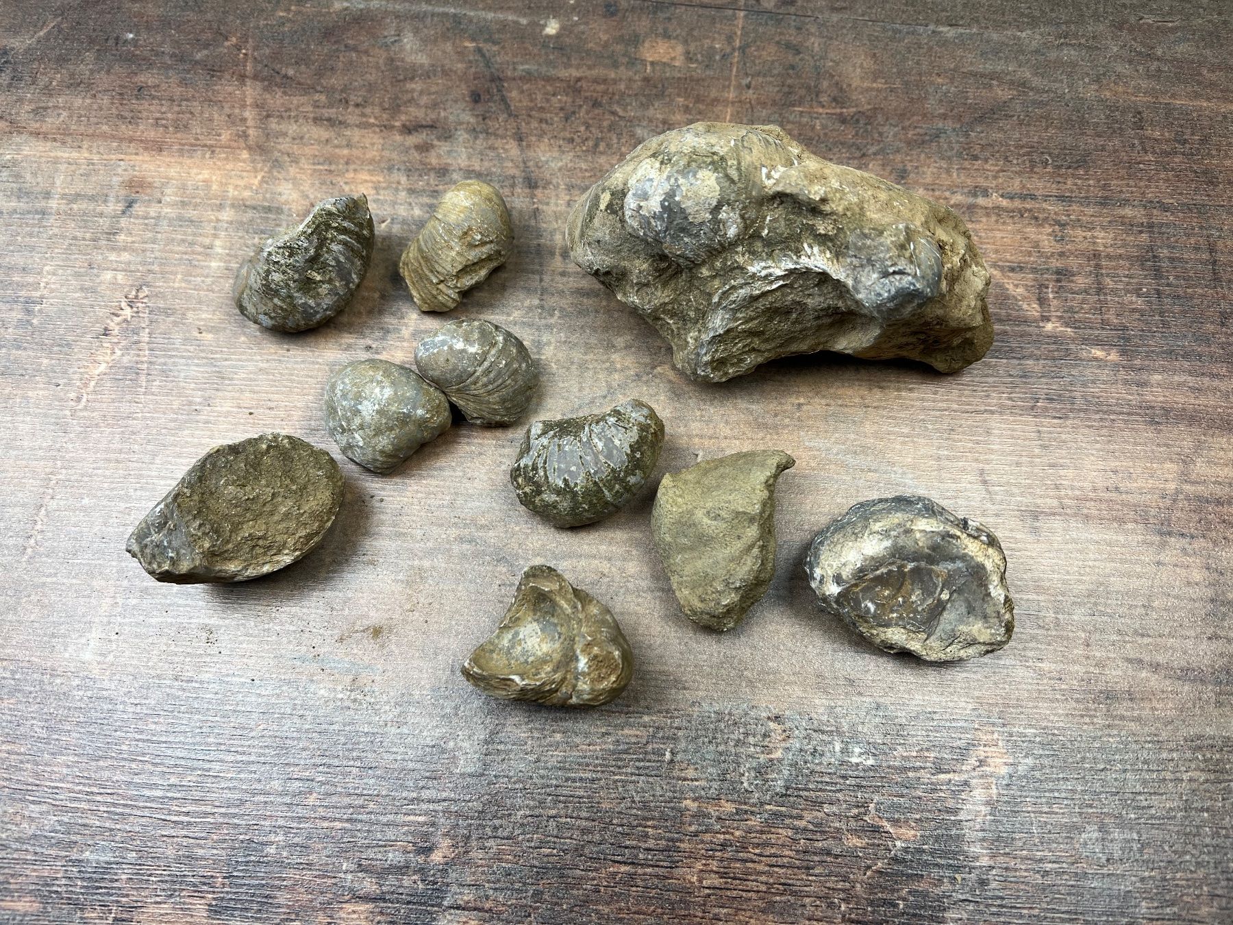 Fossili: Verschidene Fossilien – Usato da Hallau venduto da R.R.91