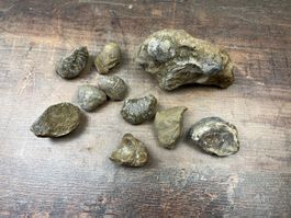 Verschidene Fossilien