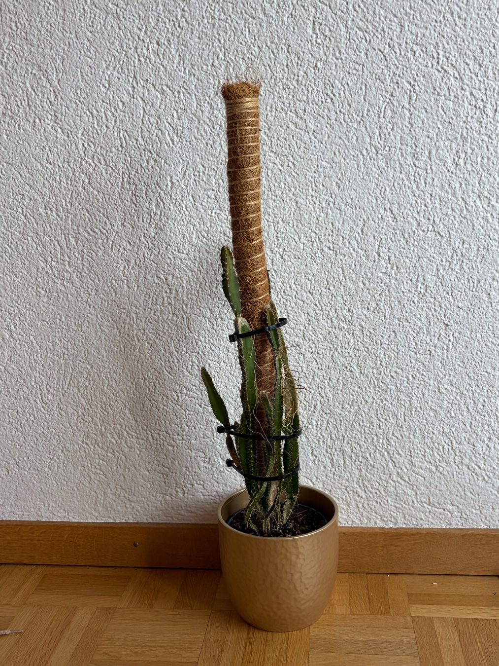Plantes & graines: Drachenfrucht-Pflanzen, (rotfleischige Drachenfrucht) – D'occasion à Boll par NRie