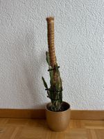 Drachenfrucht-Pflanzen, (rotfleischige Drachenfrucht)