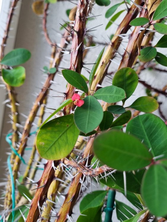 Sehr alte Euphorbia milli / Christusdorn Kaufen auf Ricardo