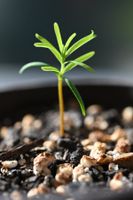Urweltmammutbaum (Metasequoia glyptostroboides) 🌱