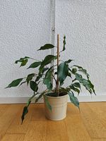 Ficus Benjamina - Zimmerpflanze Birkenfeige ca. 30cm