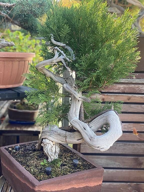 Pflanzen & Samen: Bonsai Wacholder – Gebraucht aus Aarau Rohr von Sergiomendez 3