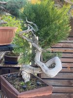 Bonsai Wacholder
