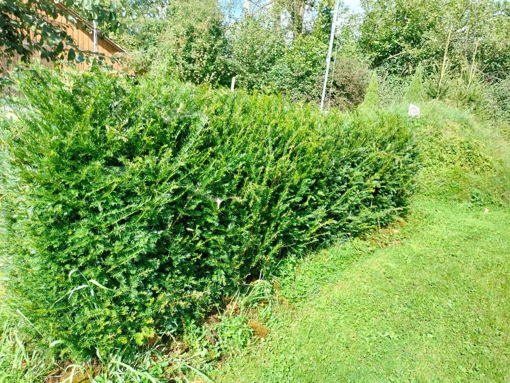Wunderschöne EibenHecke (10 Pflanzen) Kaufen auf Ricardo