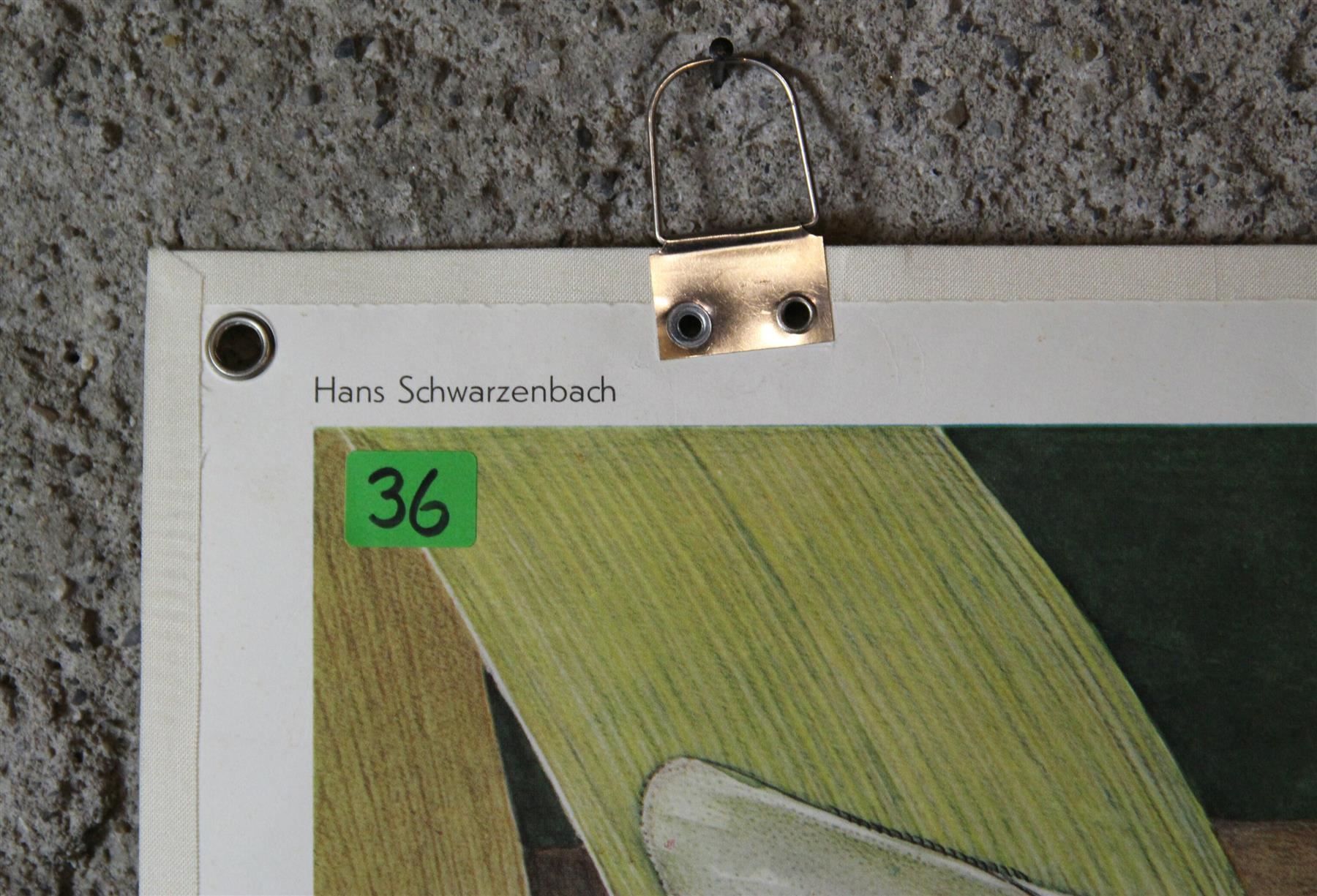Poster & Bilder: Schulwandbild "Ameisen" H. Schwarzenbach – Gebraucht aus Birrwil von brandschatz_birrwil 5
