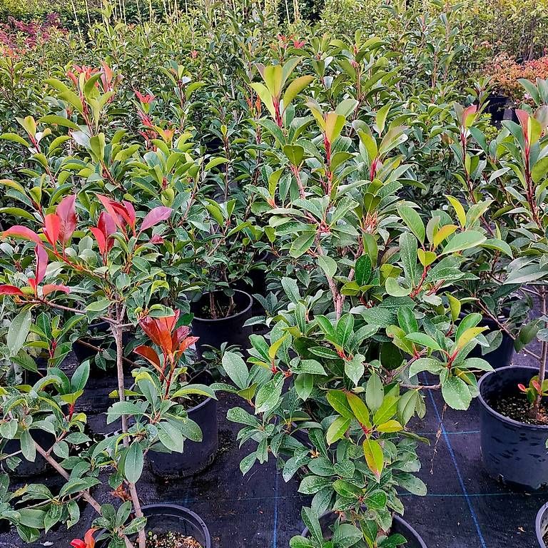 Piante & sementi: Photinia Splendida Siepe – Nuovo e nell'imballaggio originale da Lamone venduto da viv_d7s2 1