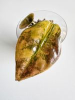 Alocasia Cuprea Latte / Peach Variegated (corm grown)