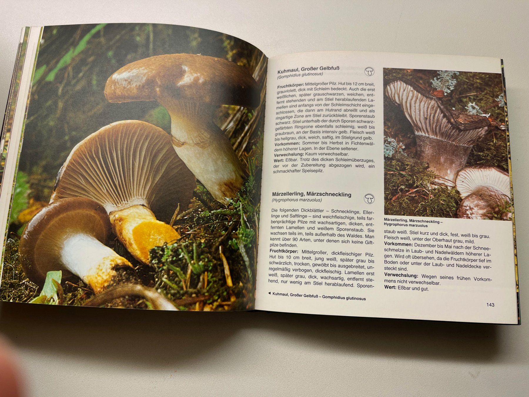 Libri: Pilze von Martin Knoop – Usato da Laufen venduto da Nuria44 8