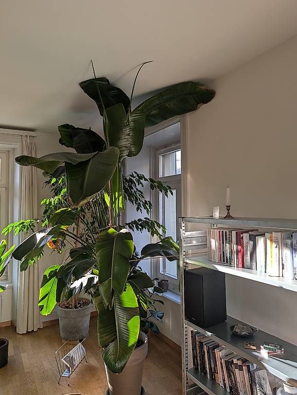 Pflanzen & Samen: Strelitzie inkl. Topf (Paradiesvogelblume) – Gebraucht aus Luzern von benzcarb 2