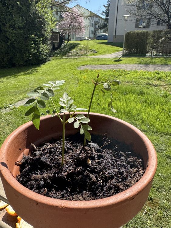 Produktbild von Mangobaum Winterhart Samen - Obstbäume, Winterharte