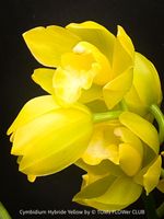 Cymbidium Orchidee - rein gelbe Blüten - 100% Bio-Pflanzen .