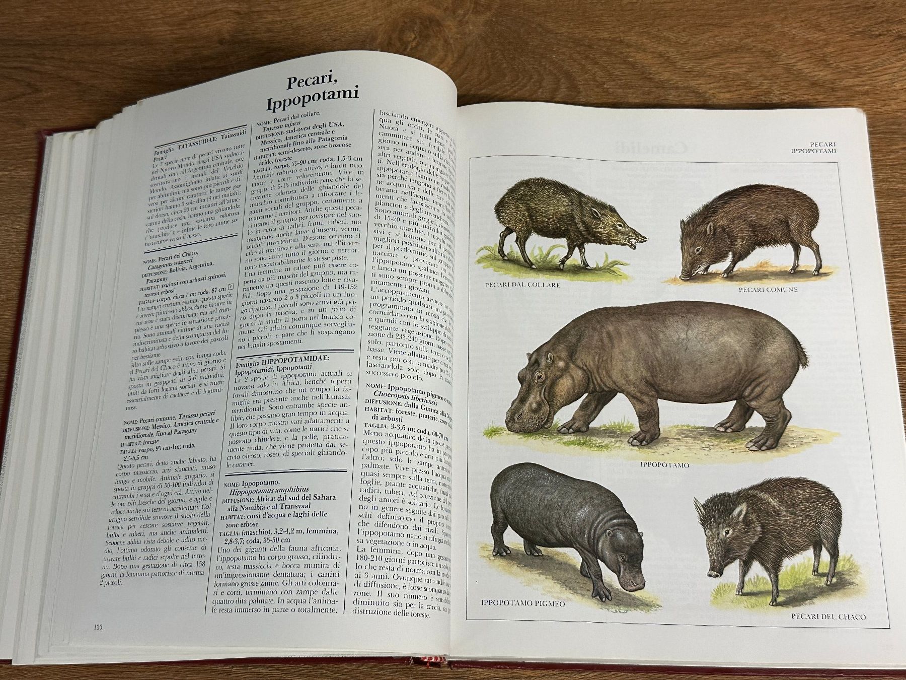 Bücher: Tier-Enzyklopädie, reich illustriert – Gebraucht aus Nussbaumen AG von olitech5415 6