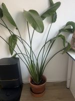 Strelitzia Pflanze gross in Terrakotta Topf