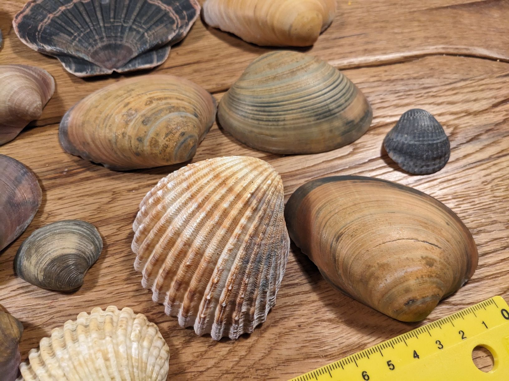 Tutte le decorazioni: Wunderschöne Muscheln, Deko oder Basteln – Usato da Basel venduto da labaffe01 2