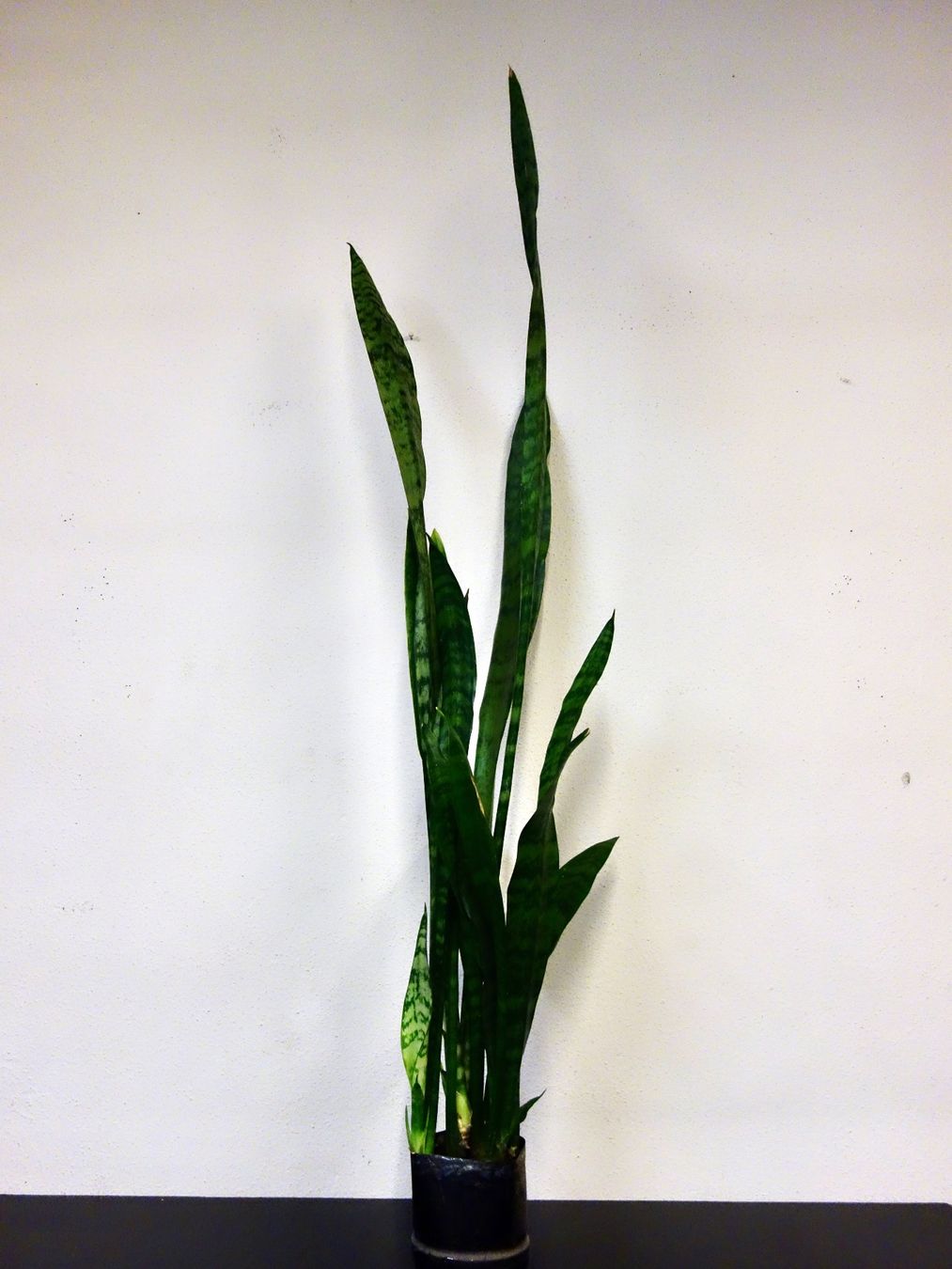 Piante & sementi: Bogenhanf Sansevieria Trifasciata – Nuovo (secondo la descrizione) da Kerzers venduto da zimmergruener