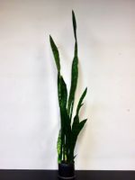Bogenhanf Sansevieria Trifasciata