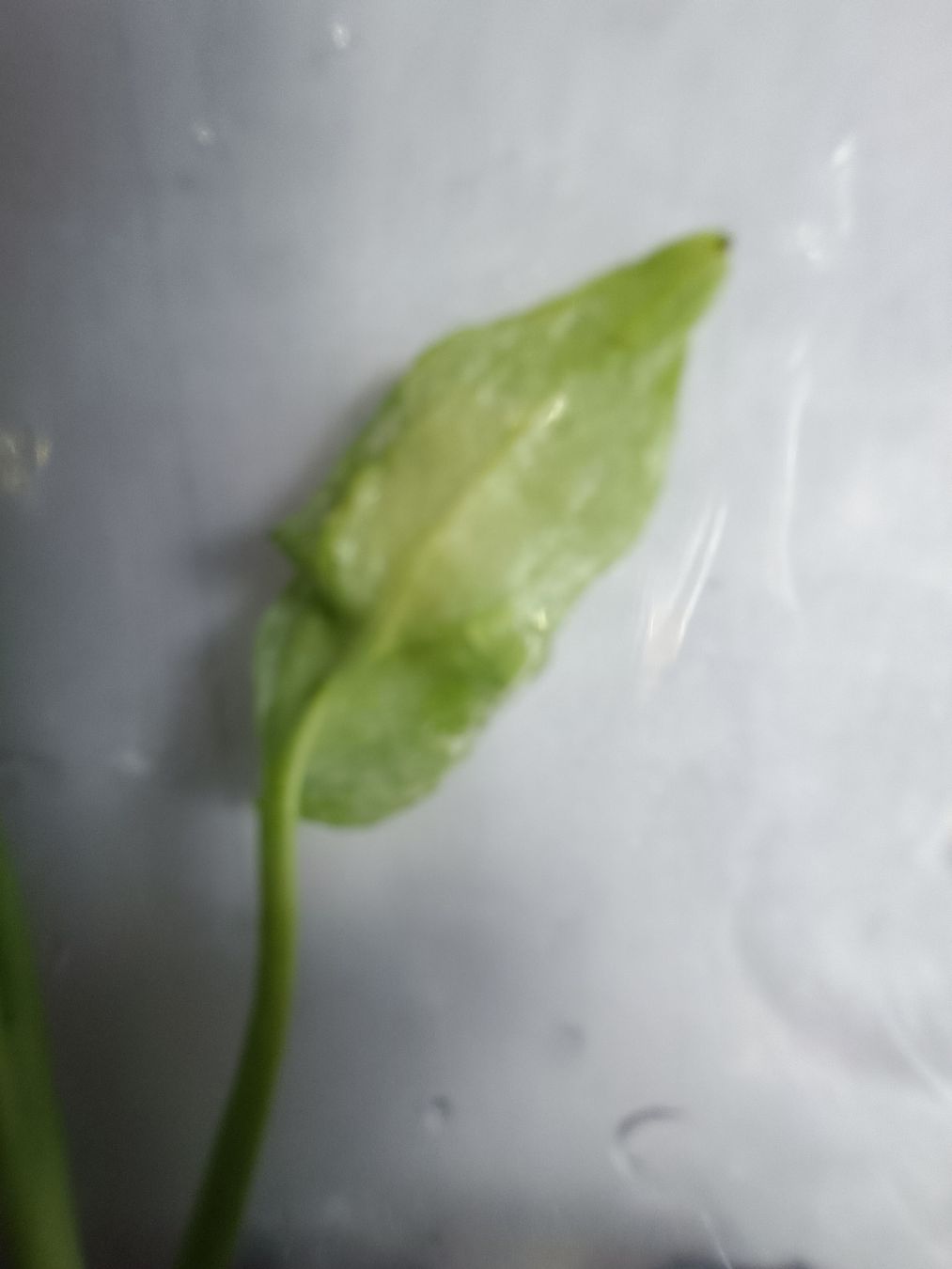 Plantes & graines: Monstera Devil TC  – Neuf avec emballage d'origine à St-Aubin-Sauges par may_2yrv 6