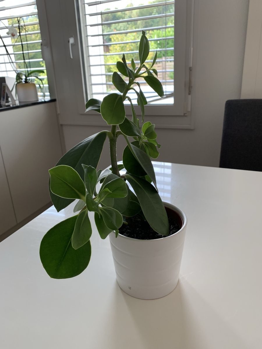 Piante & sementi: Plante verte décorative – Usato da Port venduto da granitod 3