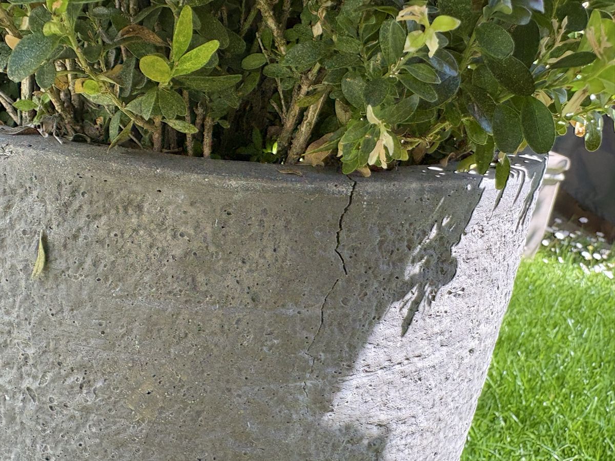 Blumentöpfe: Pflanzgefäss Beton grau mit Buchsbaum Rissig – Gebraucht aus Oberengstringen von Edu78 2
