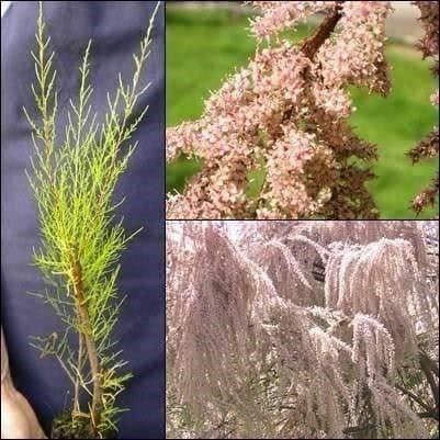 Piante & sementi: TAMARIS de Printemps 20-25cm 2x – Nuovo (secondo la descrizione) da Bremblens venduto da FIBONACCI369 3