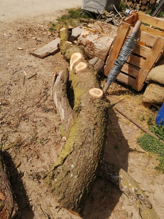 Kirschbaum Ast Kaufen auf Ricardo