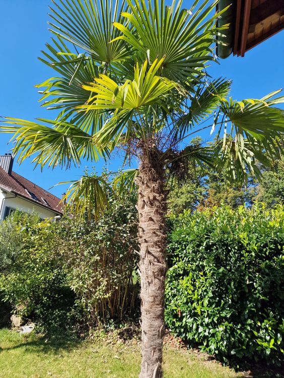 Grosse Palme für Garten Kaufen auf Ricardo