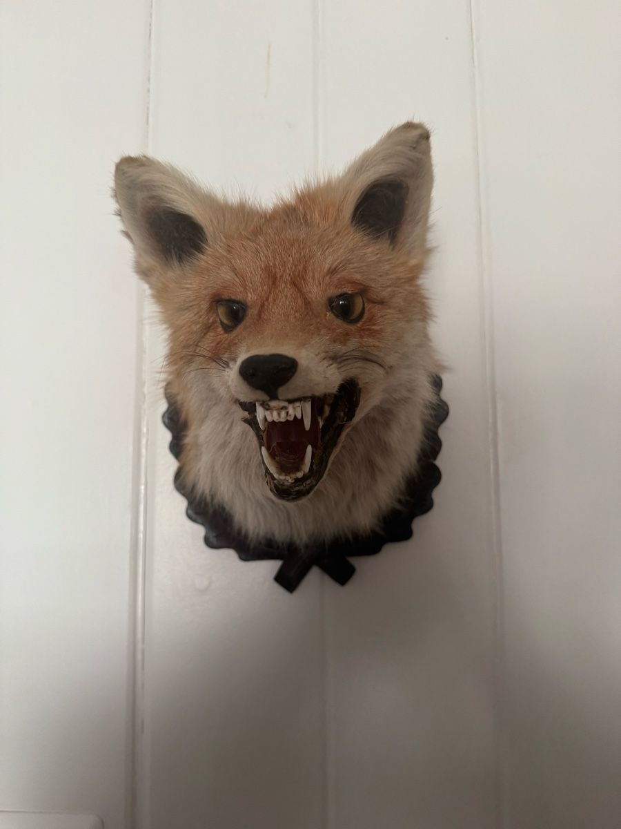 Il mondo degli animali: Fuchskopf – Usato da Frick venduto da nannali98 1