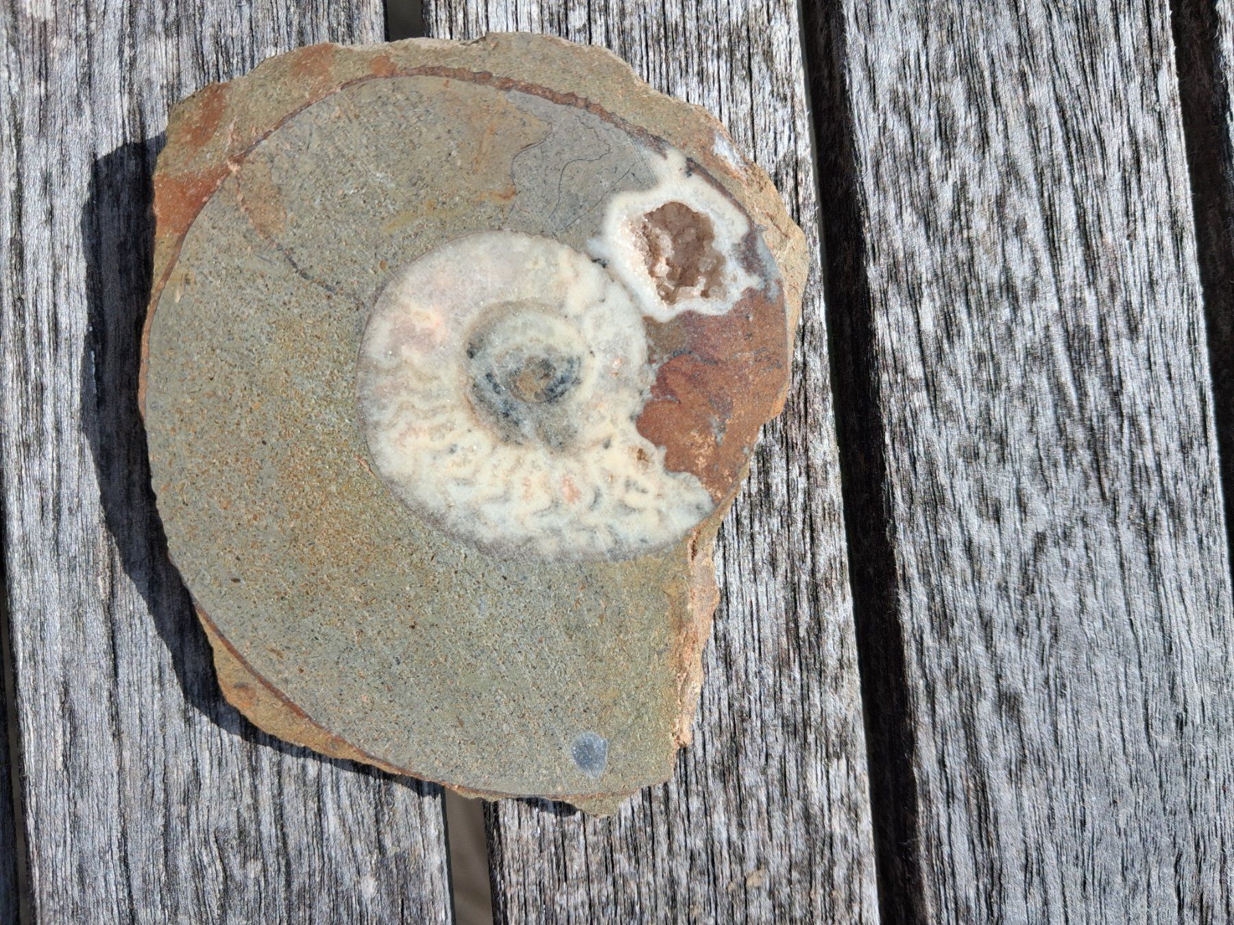 Fossili: Ammonit Fossil- ca 9cm x 8cm – Usato da Dallenwil venduto da energy2127